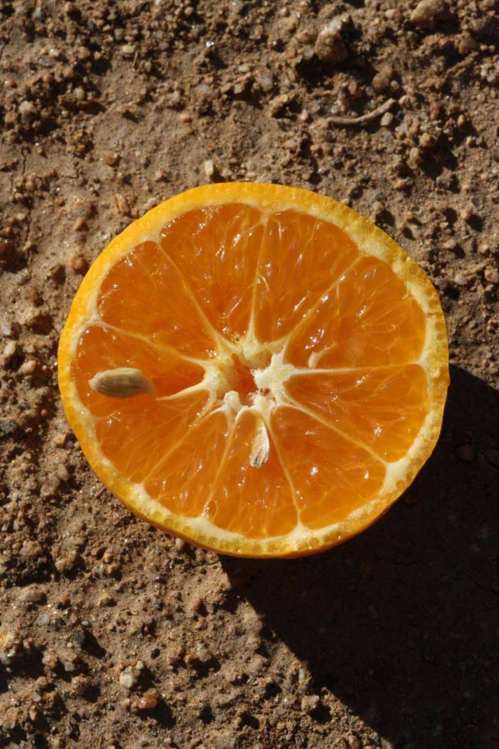            Fruit cross-section (Riverside, CA)   
